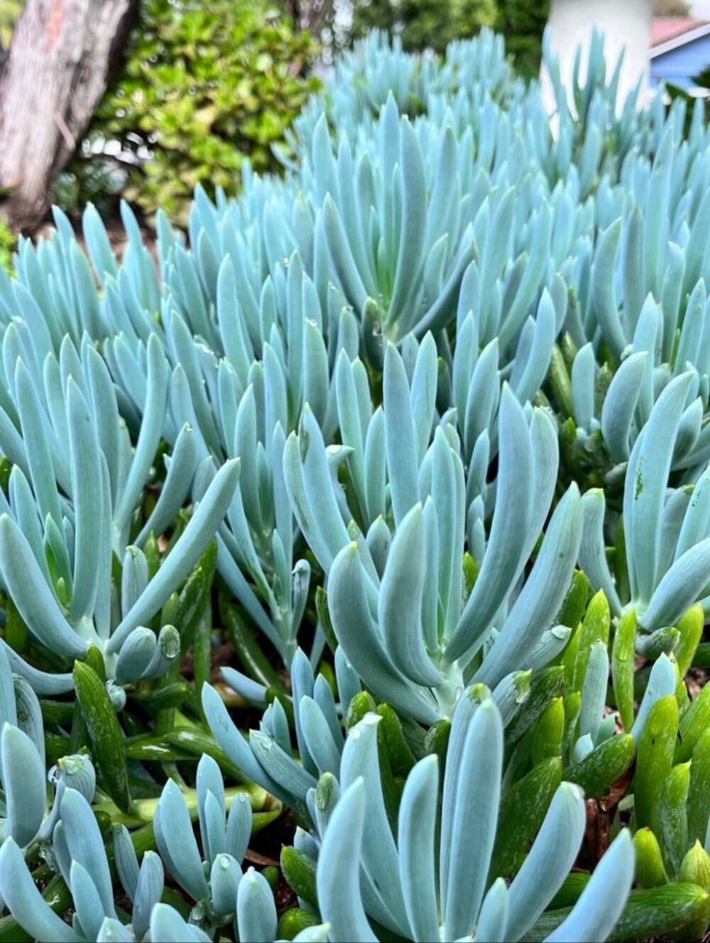Rare Live "Blue Chalk Stick" Succulent Succulent Plant- Fully Rooted- 4in Pot
